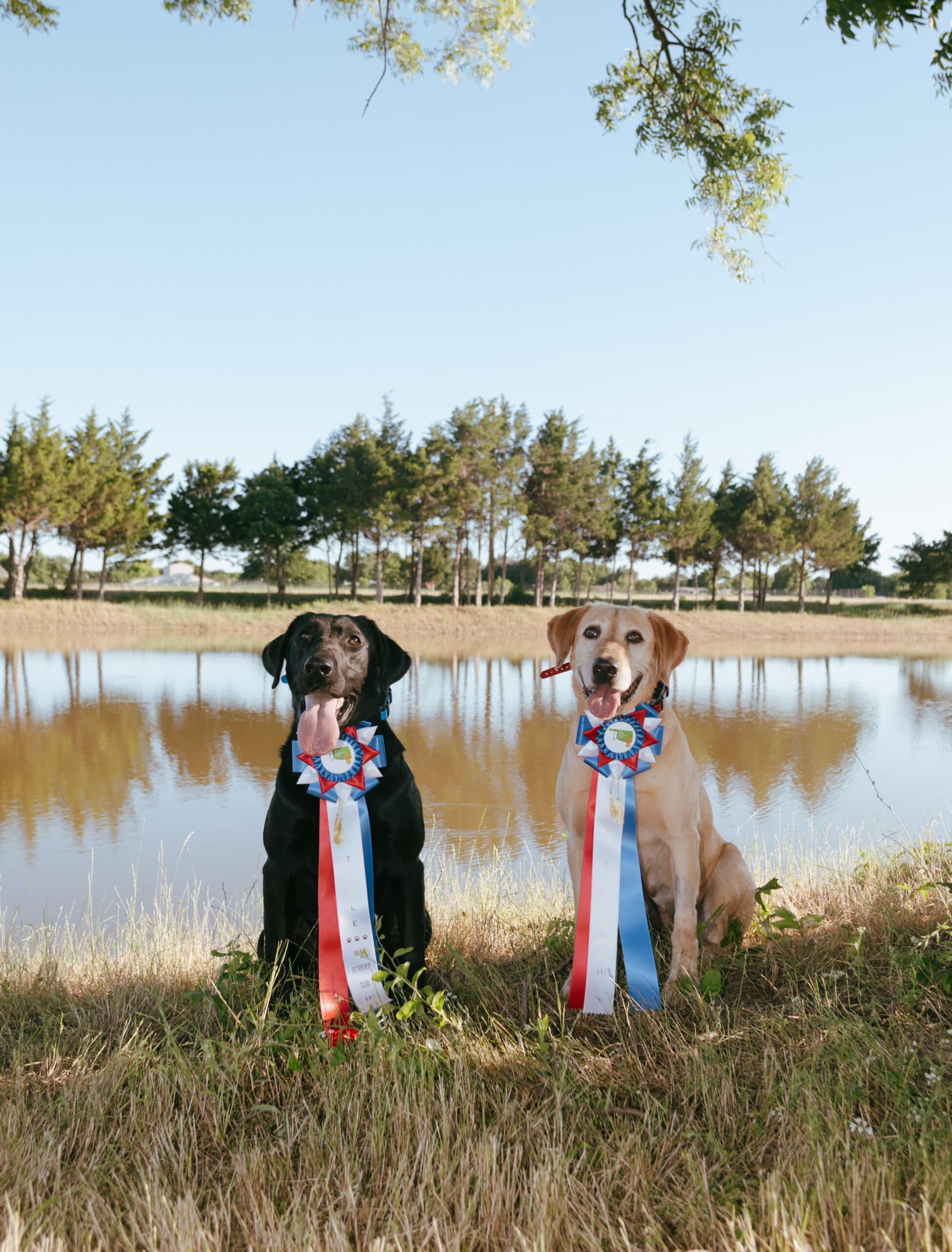 Two retrievers sitting by a pond wearing ribbons