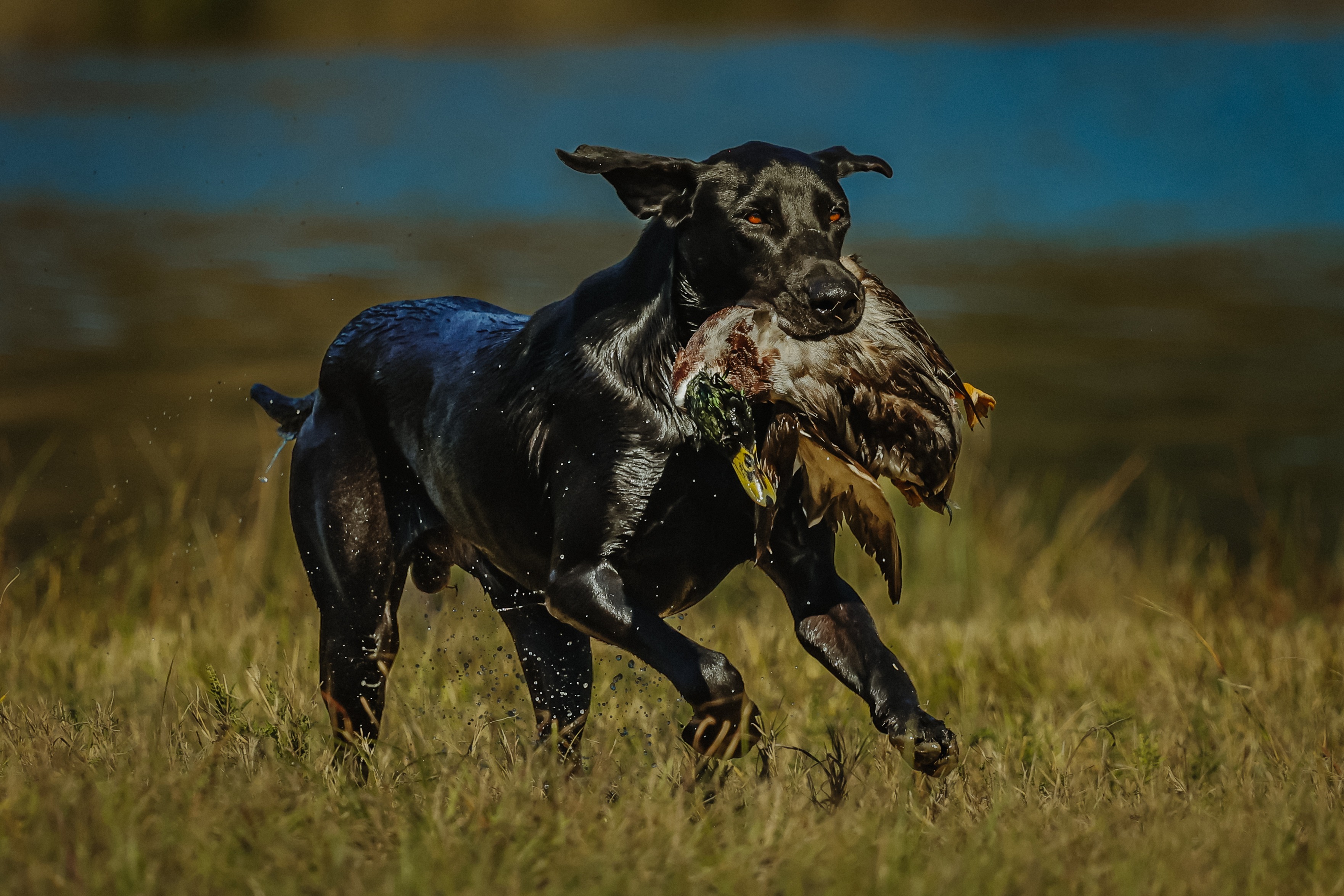 Black lab retrieving duck in field